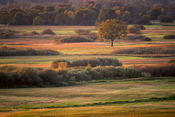 Fototapeta na wymiar View from Gora Strekowa on the fields and trees at autumn, Podlaskie, Poland