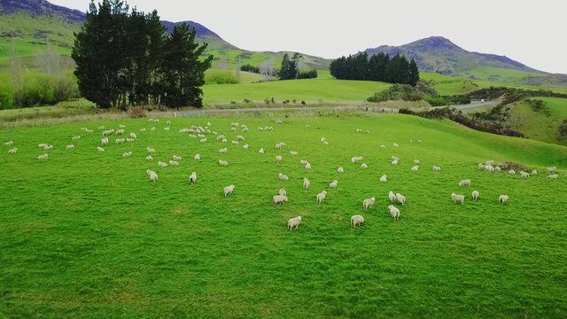 Aerial view: Flight over flock of sheep grazing in New Zealands rural hillside with mountain ridge in background