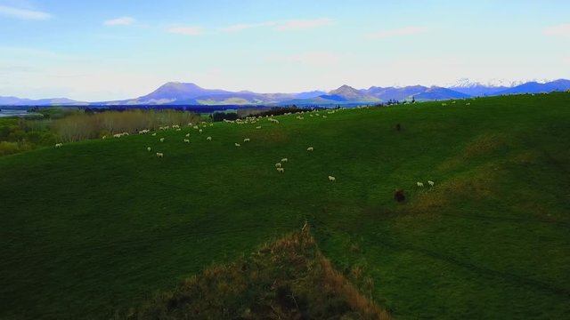 Aerial view: Flight over flock of sheep grazing in New Zealands rural hillside with mountain ridge in background
