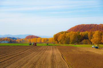 Fototapeta premium 晩秋田園風景