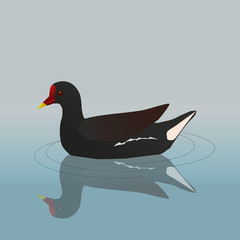   A vector illustration of a common  moorhen swimming
