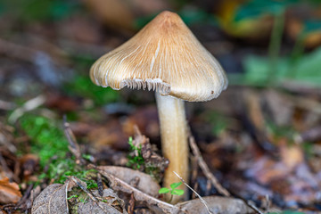 Täubling Pilz leicht angefressen im Wald