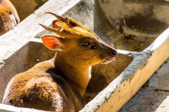 Reeves's muntjac (Muntiacus reevesi), sitting in a stone feeding trough, also known as Chinese muntjac, is a muntjac species found widely in southeastern China.