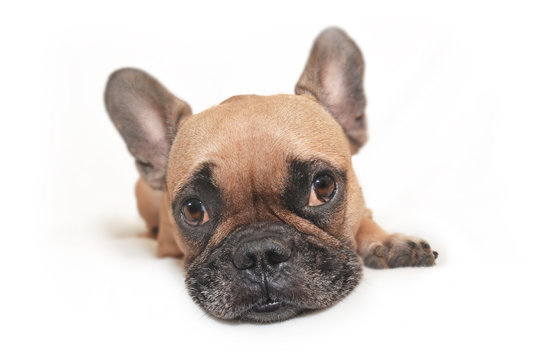 Adorable brown French Bulldog dog with big funny eyes lying on white ground