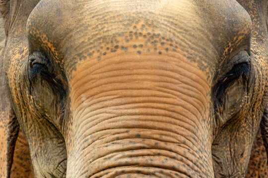 Elefant Koh Saumui Thailand