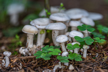 Herbstzeit ist Pilzsaison