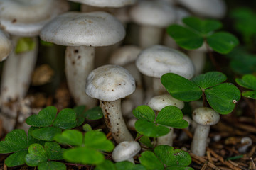 Weiße Pilze im Wald