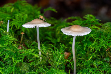 Blätterpilze und Fliege im Wald