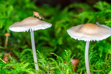 Waldpilze mit kleiner Fliege