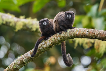 Graells's Black-mantle Tamarin- Saguinus nigricollis graellsi, shy tiny primate with white face from Andean slopes of South America, Wild Sumaco, Ecuador.