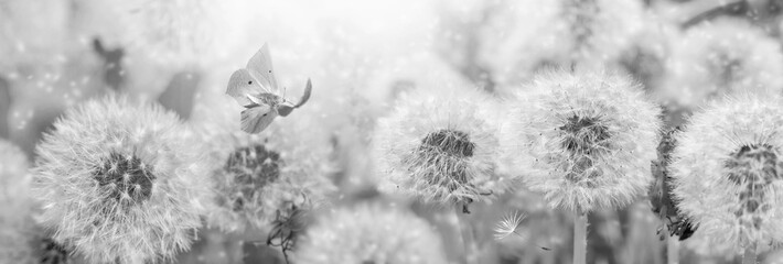 Dreamy dandelions blowball flowers, seeds fly in the wind and butterfly against sunlight. Vintage...