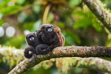 Graells's Black-mantle Tamarin- Saguinus nigricollis graellsi, shy tiny primate with white face...