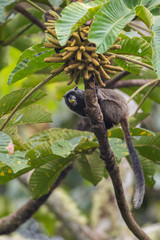 Graells's Black-mantle Tamarin- Saguinus nigricollis graellsi, shy tiny primate with white face from Andean slopes of South America, Wild Sumaco, Ecuador.
