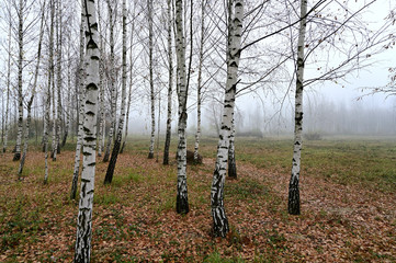 Obraz premium Photo of autumnal nature in the fog. Cloudy weather, boring mood.