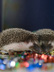 small Christmas hedgehog is looking at the camera