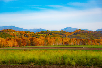 Fototapeta premium 晩秋田園