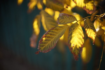 yellow brown foliage of autumn chestnut tree.