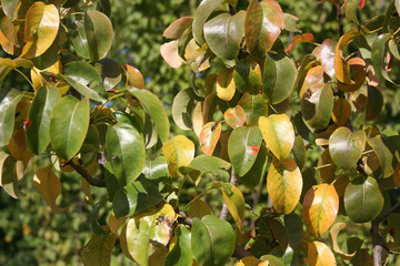 Pear tree with yellow and green leaves in the garden on autumn season. Pear tree on  a sunny day