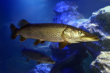 Freshwater fish pike perch (Sander lucioperca)