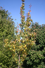 Pear tree with yellow and green leaves in the garden on autumn season. Pear tree on  a sunny day