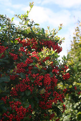 Pyracantha hedge with a bunch of red berries on branches . Firethorn in the garden on autumn against blue sky