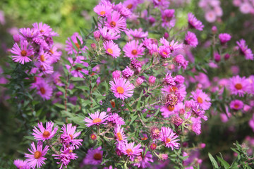 PInk Aster flowers in the garden. AsterFrikarti flowers on autumn