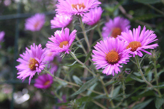 PInk Aster flowers in the garden. AsterFrikarti flowers on autumn