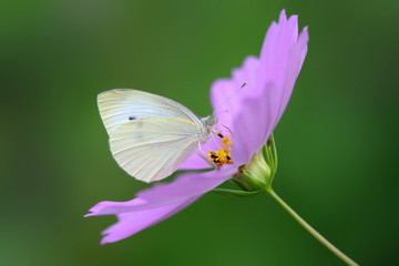 white butterfly sitting on flower