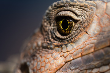 Iguana eye looking into camera
