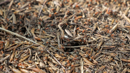 Red wood ants moving on the nest. Anthill with red wood ants in spring close up