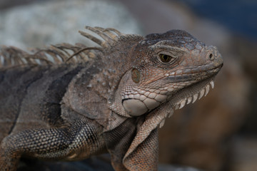 Close up of iguana on rocks in Caribbean