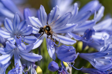 Bee seen from top down on blue flower
