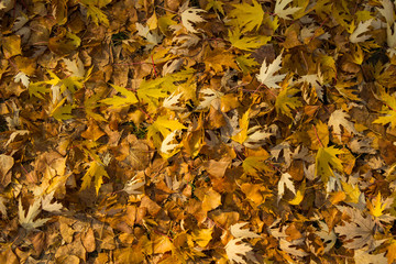 Autumn maple leaves, top view