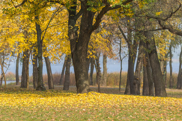 Black tree trunks in autumn park, yellow leaves on green grass