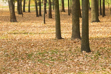 Black tree trunks in autumn park, yellow leaves on green grass