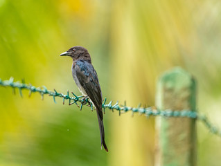 black drongo bird on barbed wire