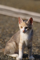可愛い子猫