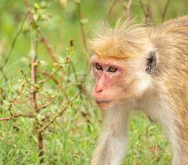 portrait of walking macaque