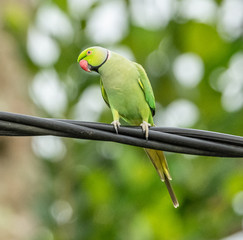 green alexander parrot on wire