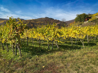 Weinberg im Herbst