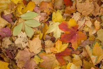 Naklejka na ściany i meble dry bright yellow, red and brown autumn leaves on the ground. natural surface texture