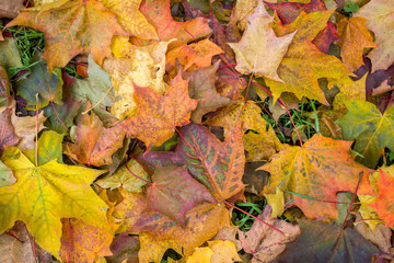 dry bright yellow, red and brown autumn leaves on green grass close-up. natural surface texture
