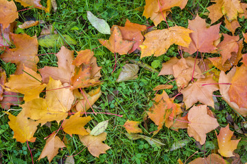 dry bright yellow, red and brown autumn leaves on green grass. natural surface texture