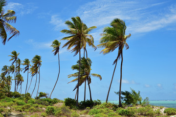 Naklejka premium Zanzibar scenery, Tanzania, Africa