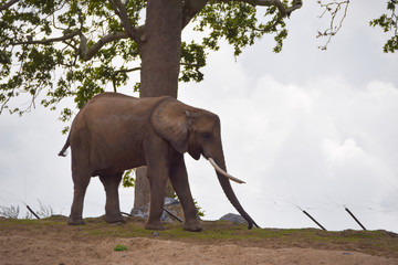 Eléphant d'Afrique © inspiration61