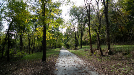 Walking path in a late summer forest