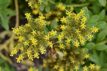 Stonecrop yellow flowers in the garden