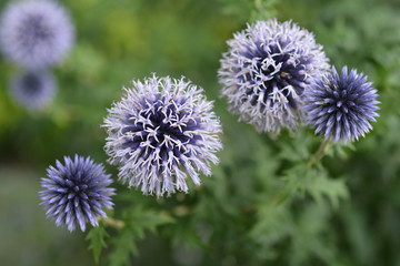 Southern globethistle flower