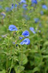 Gentian sage