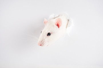 cute and white rat looking through hole in New Year